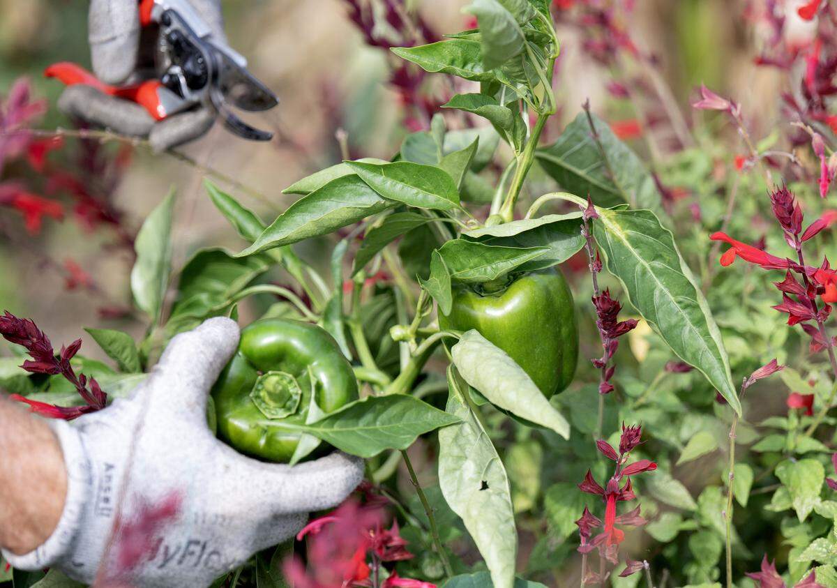 Volunteers help to pick peppers at The Arboretum at Penn State to be donated to the food bank on Tuesday, Sept. 16, 2025.  