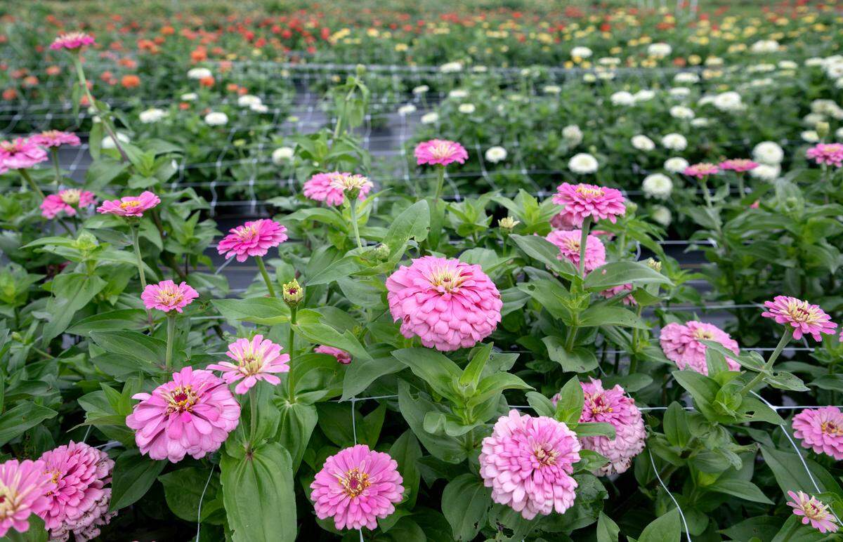 Zinnias bloom at Rooted Farmstead on Friday, Aug. 5, 2022.