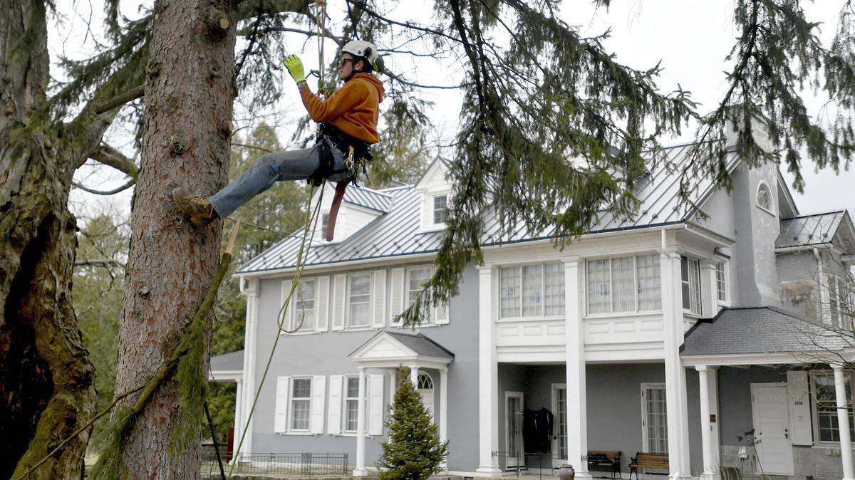 Hank Anderson lowers himself after trimmings branches from a Norway Spruce in front of the Boal Mansion on April 6.  More than a dozen tree trimmers from around central Pennsylvania came together for a day of arbor care on the mansion grounds.
