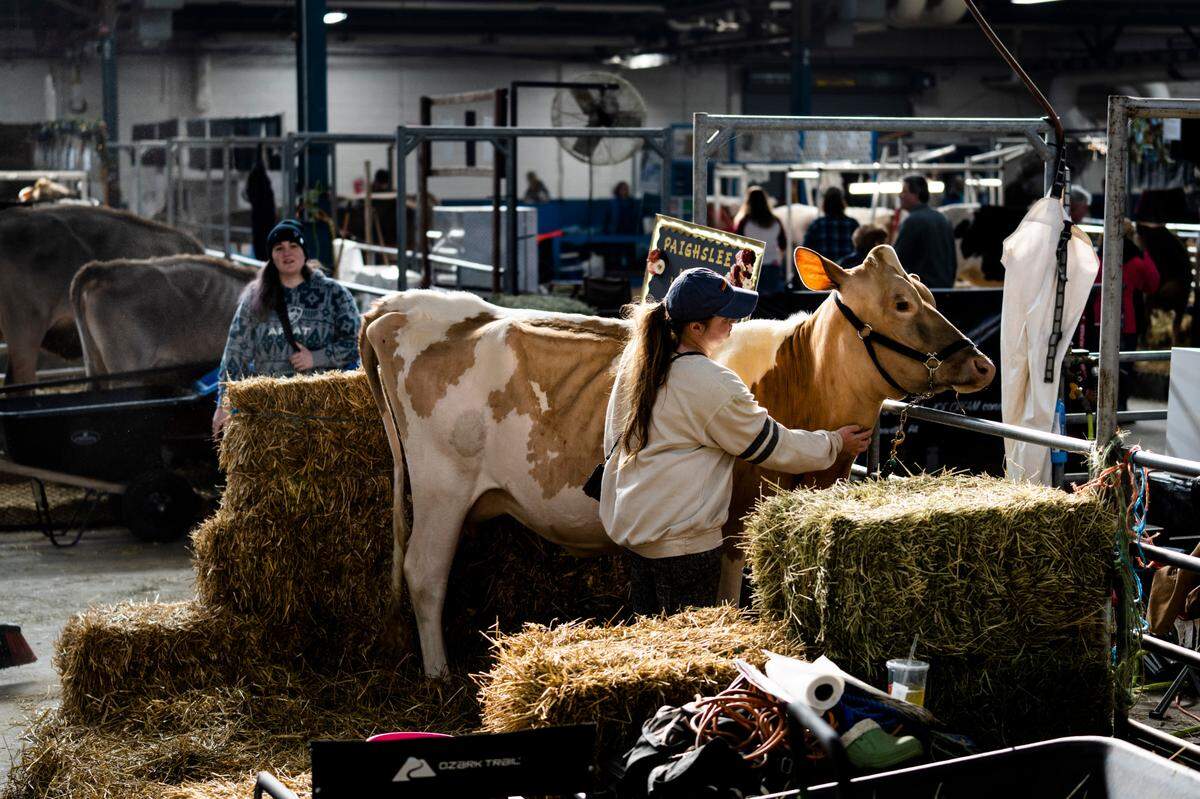 Lillee Shull of Perry County pets dairy cow Paighslee at the Pennsylvania Farm Show.