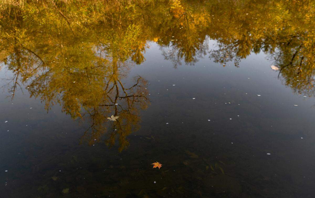 Leaves float down Penns Creek as trees are reflected on the water on Tuesday, Oct. 11, 2022.