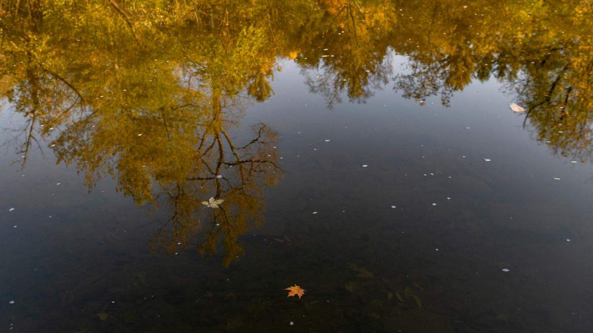 Leaves float down Penns Creek as trees are reflected on the water Oct. 11, 2022. Here’s some predictions from the Farmers’ Almanac and forecasts from the National Weather Service for Thanksgiving weekend.