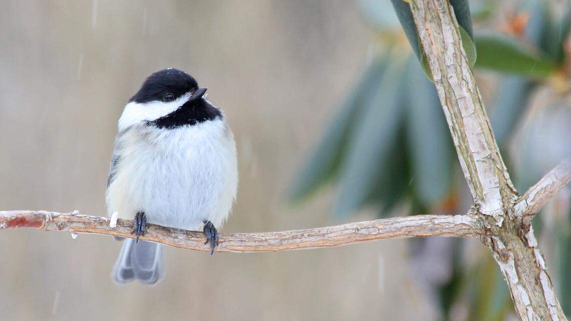 Afield: Winter provides opportunity to see rare visiting bird species in Pennsylvania