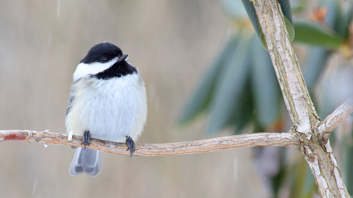 The black-capped chickadee is a year-round Pennsylvania resident.