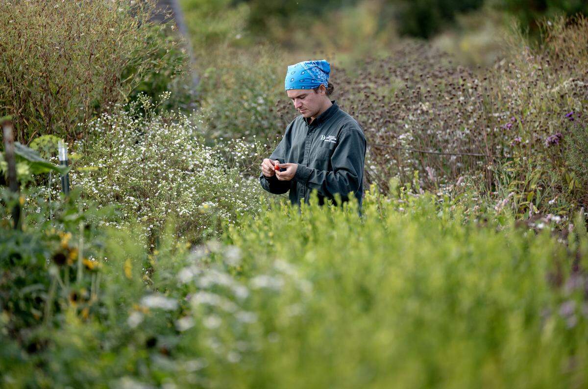 Travis Wilcox picks tomatoes at The Arboretum at Penn State on Tuesday, Sept. 16, 2025.  