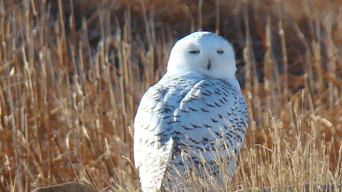 A snowy owl was spotted last January in Cumberland County.