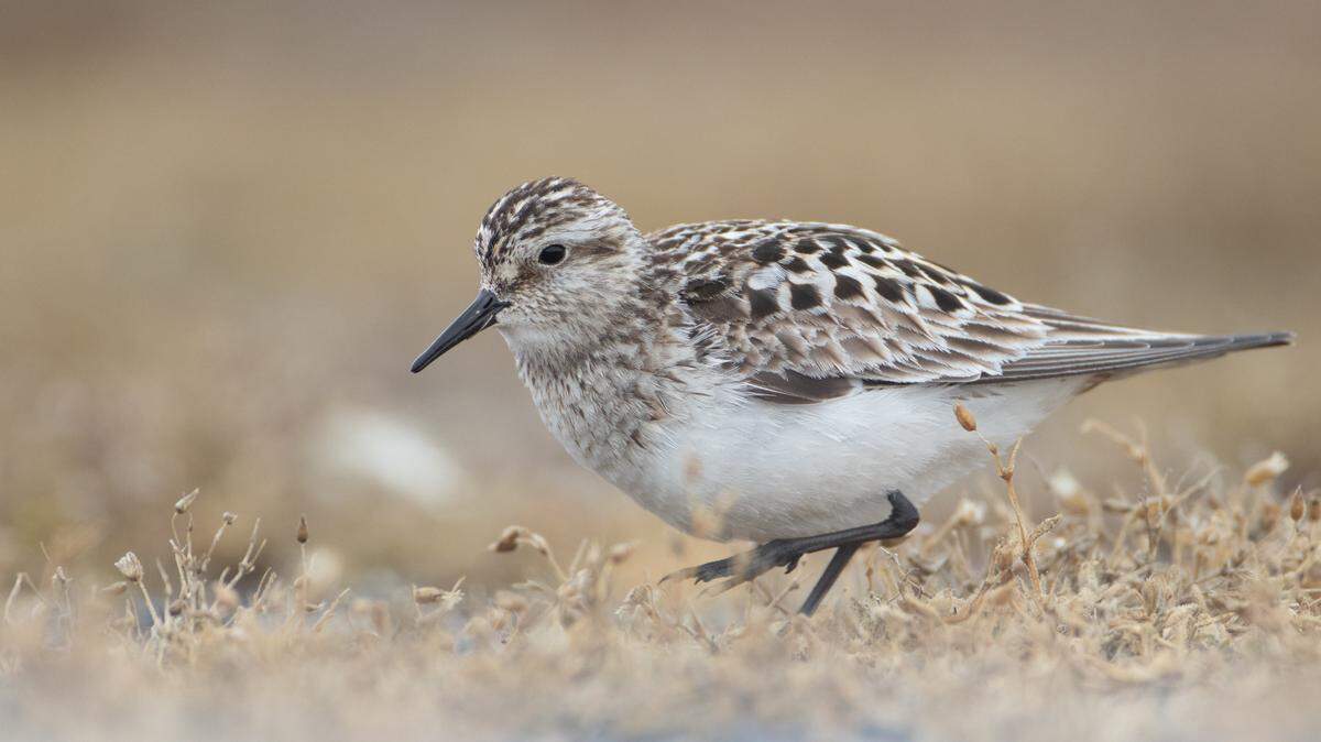 A Baird’s sandpiper, one of over a dozen birds that breed in, migrate to, or visit Pennsylvania that could be getting a new name.
