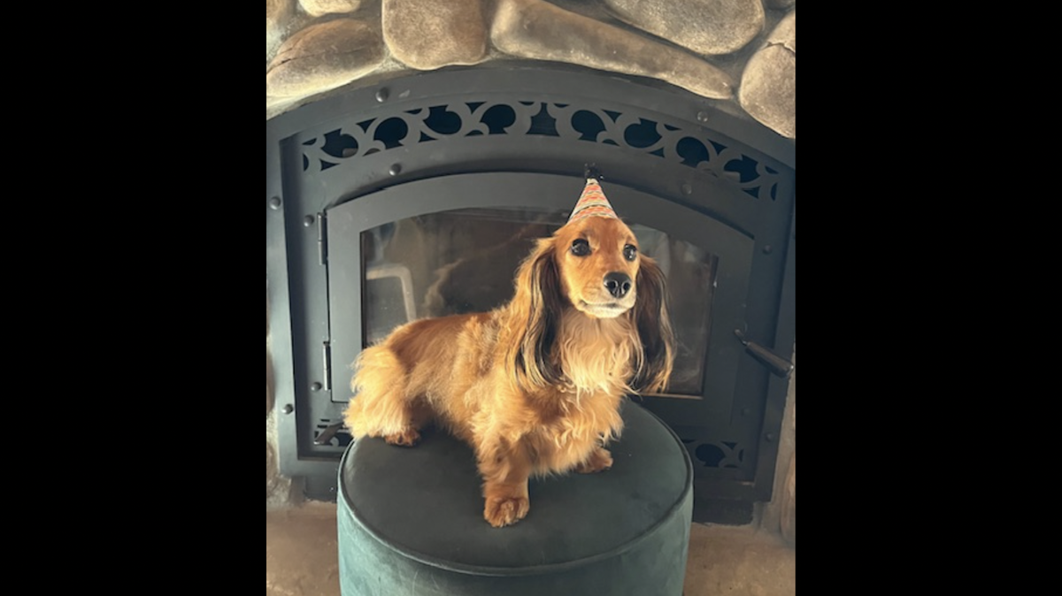 Theodore, a miniature dachshund from Centre Hall, earned enough votes from Centre Daily Times subscribers to be crowned central Pennsylvania’s cutest dog.