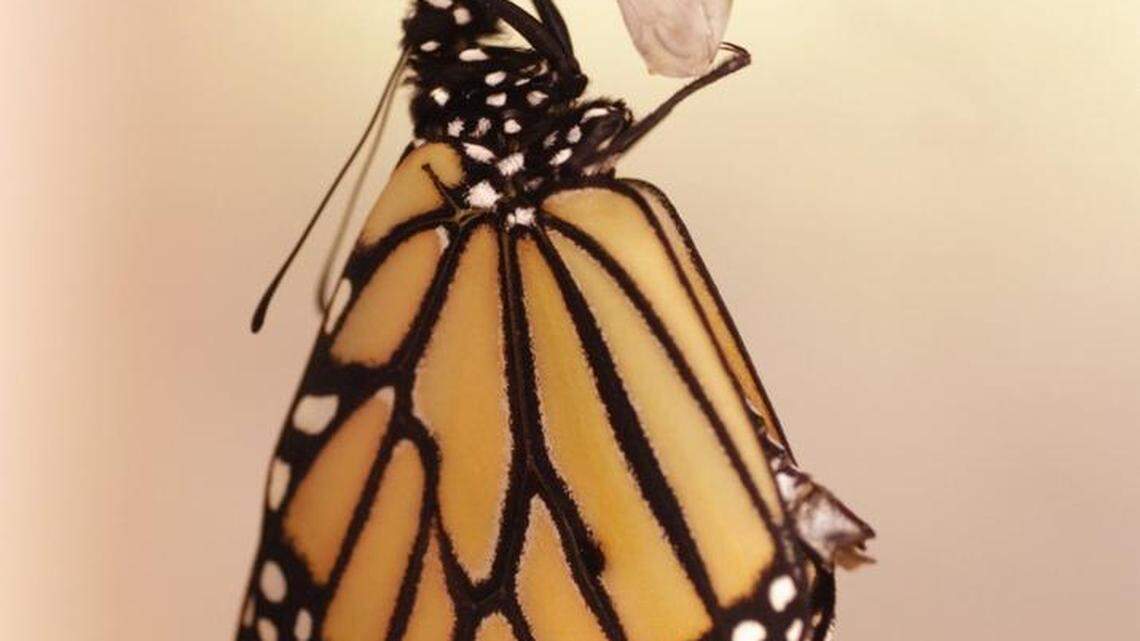 Bits of Business | Butterfly sellers hope business soars