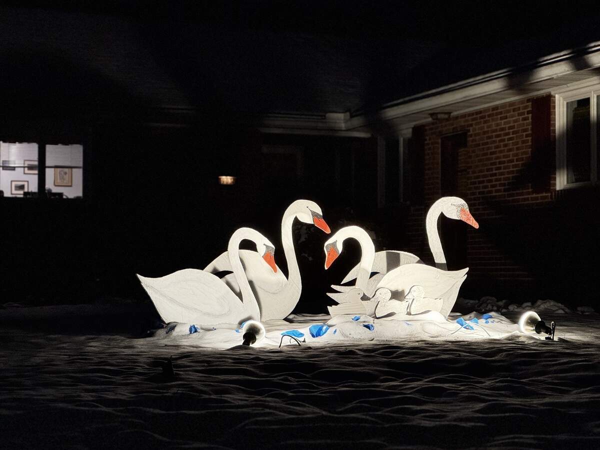 Seven swans a-swimming at 903 S. Sparks St., State College, on Dec. 4, 2025.