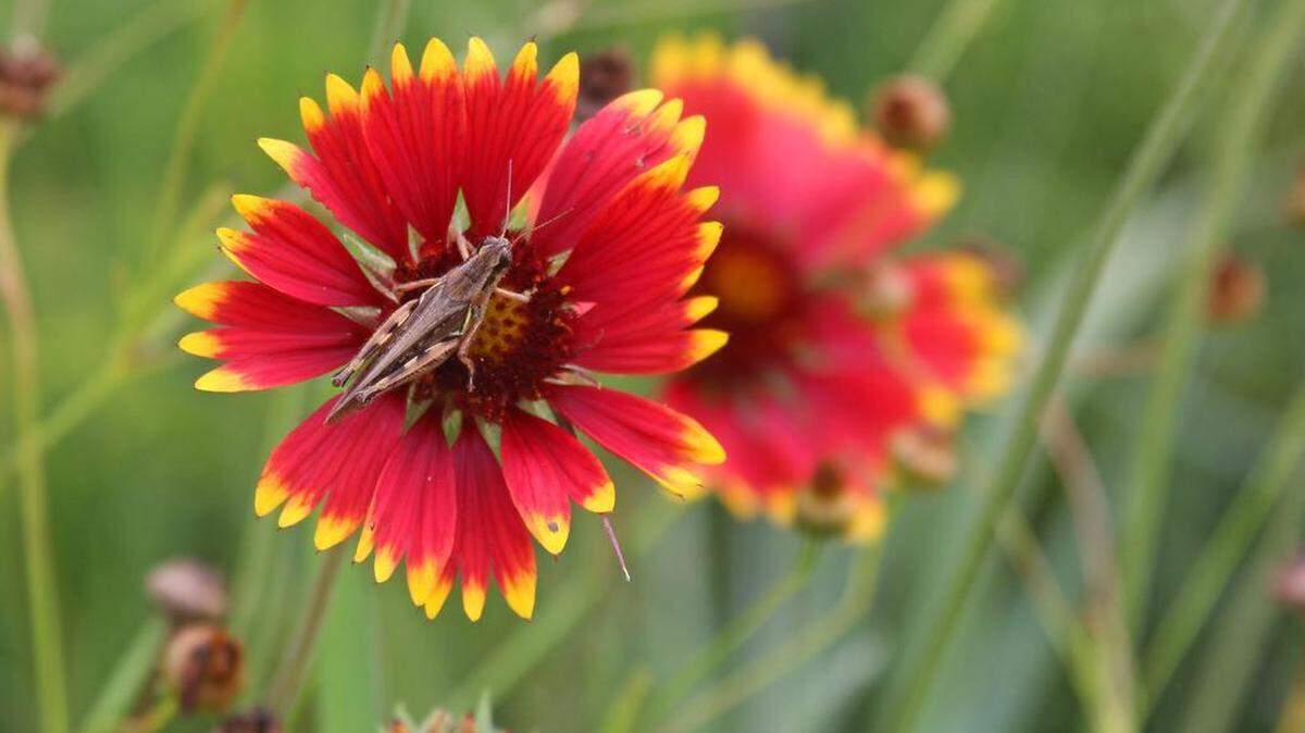 Wildflowers, such as Indian blanket, attract insects which provide food for many species on SGL 333. - For the CDT/Mark Nale
