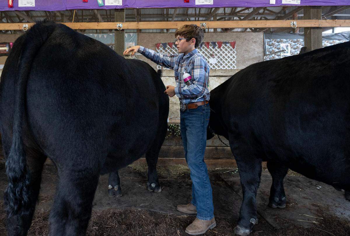 Cayden Myers, 14, brushes one of his steers before competing in the open beef show at the Centre County Grange Encampment and Fair on Wednesday, Aug. 21, 2024.