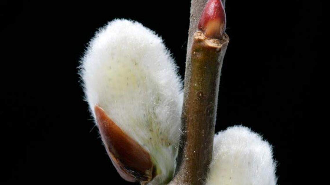 When you see this plant, you know spring is coming. What to know about the pussy willow