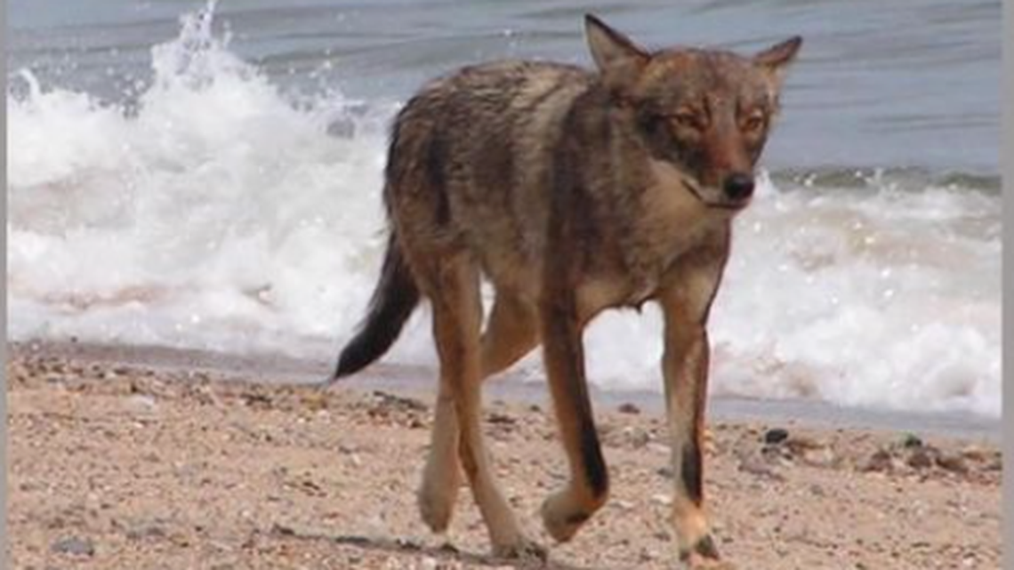 Cape Cod National Seashore reports rangers have been responding to multiple incidents of coyotes acting assertively toward people this summer.