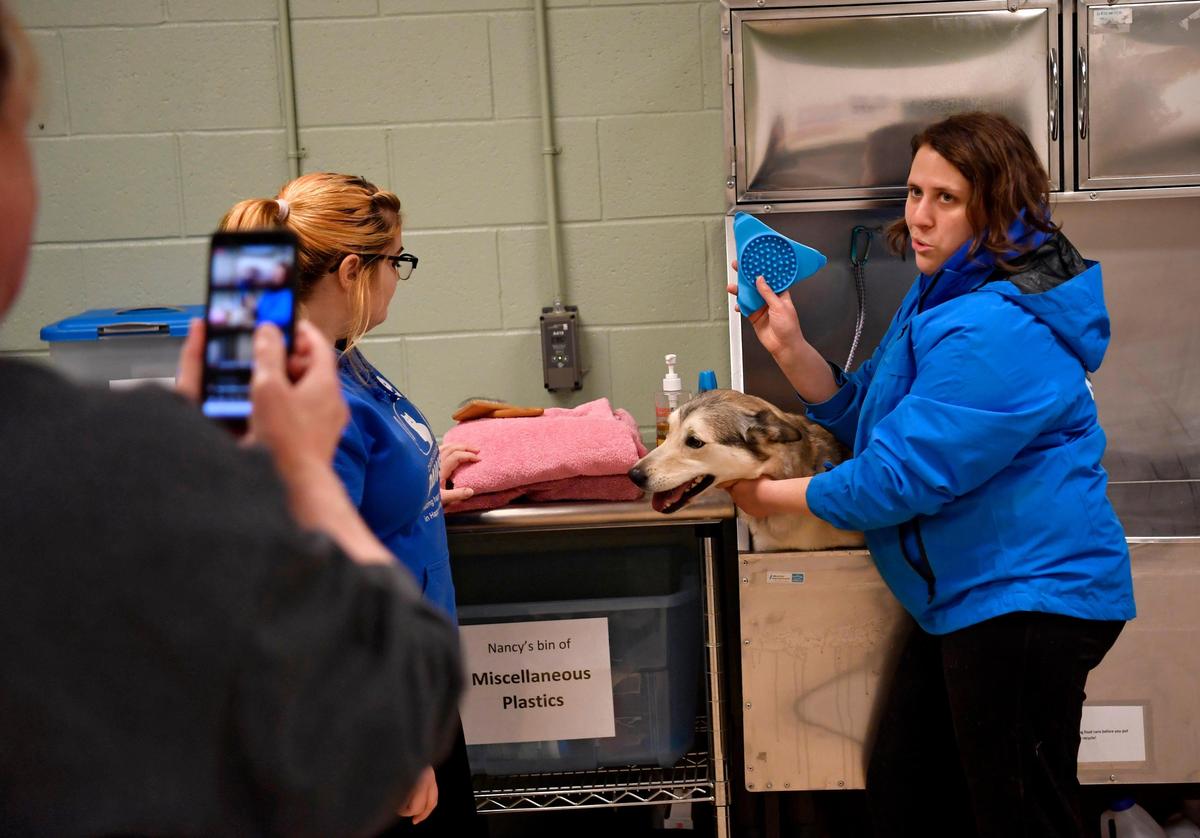 Centre County PAWS employee Megan Tomkiel leads a Facebook Live about giving your dog a bath with husky mix Zoey on Wednesday PAWS has been doing daily Facebook Lives to keep people connected to the animals.