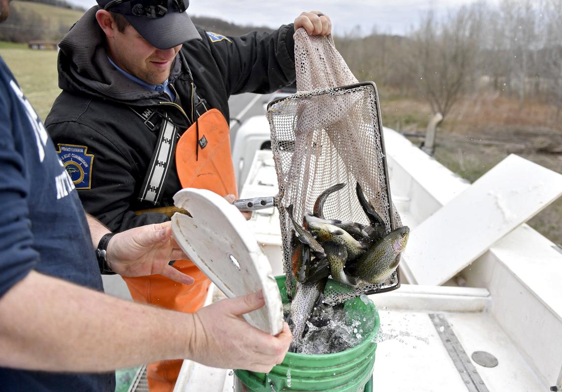 Landis Wright with the Pennsylvania Boat and Fish Commission scoops rainbow trout into buckets to be stocked in Bald Eagle Creek on April 11.