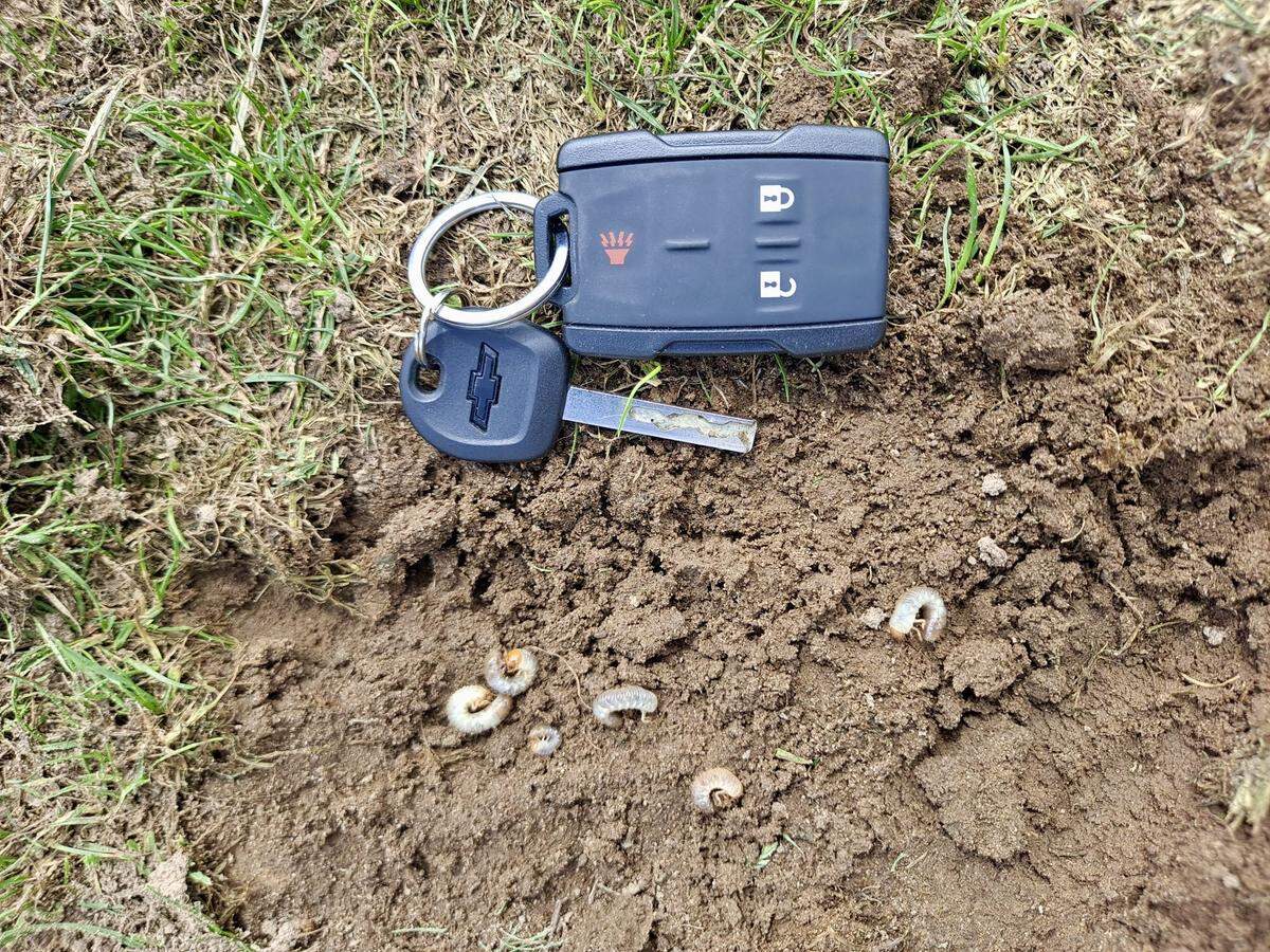 Pulled-up turfgrass can expose Japanese beetle grubs, as shown in this photo.
