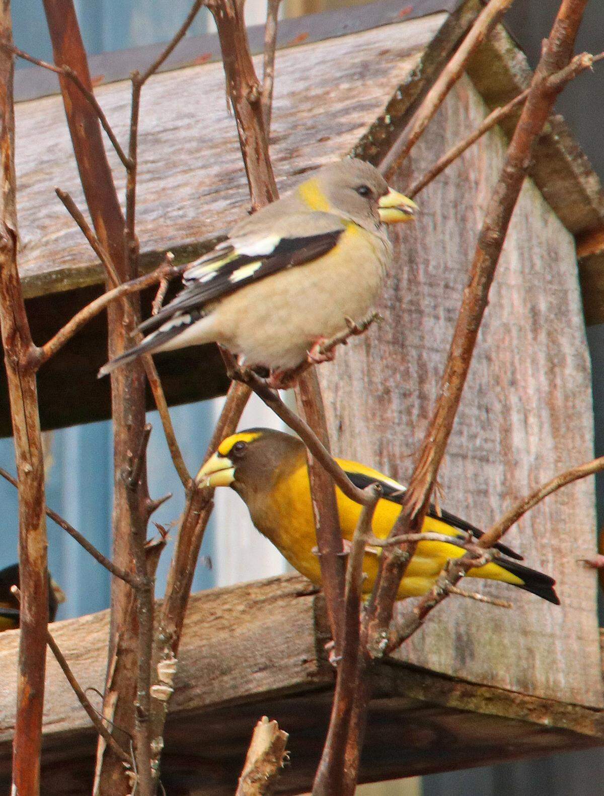 Evening grosbeaks visit a Centre County platform feeder in 2019.