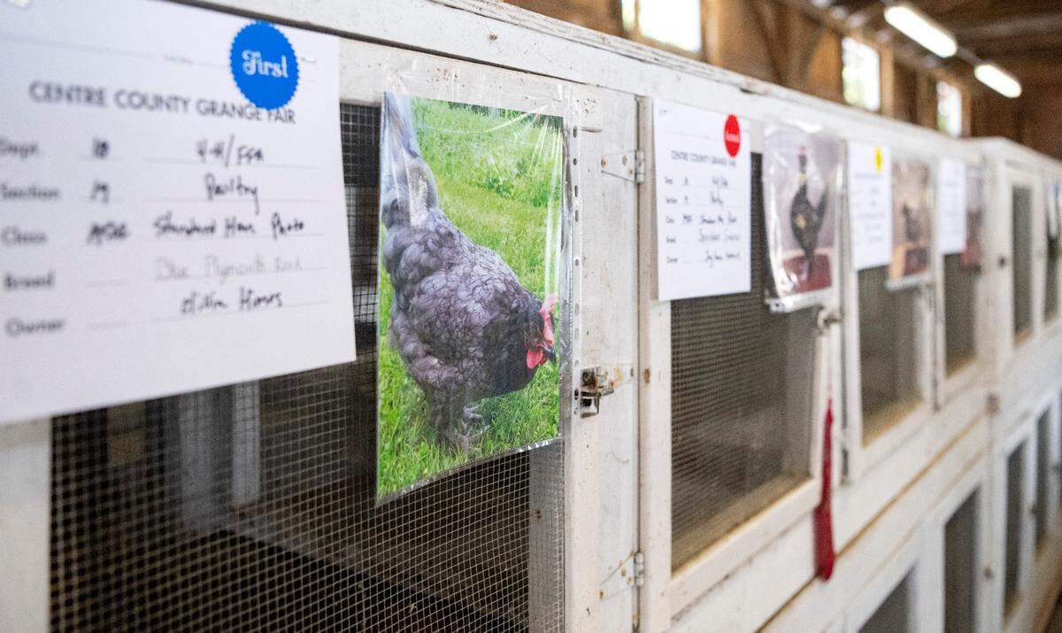 Pictures of chickens hang on their pens where they should be displayed at the Centre County Grange Encampment and Fair on Friday, Aug. 18, 2023.  Because of the Avian Flu, the chickens were not on the grounds but several contests and actives were held for the youth who raise chickens. 