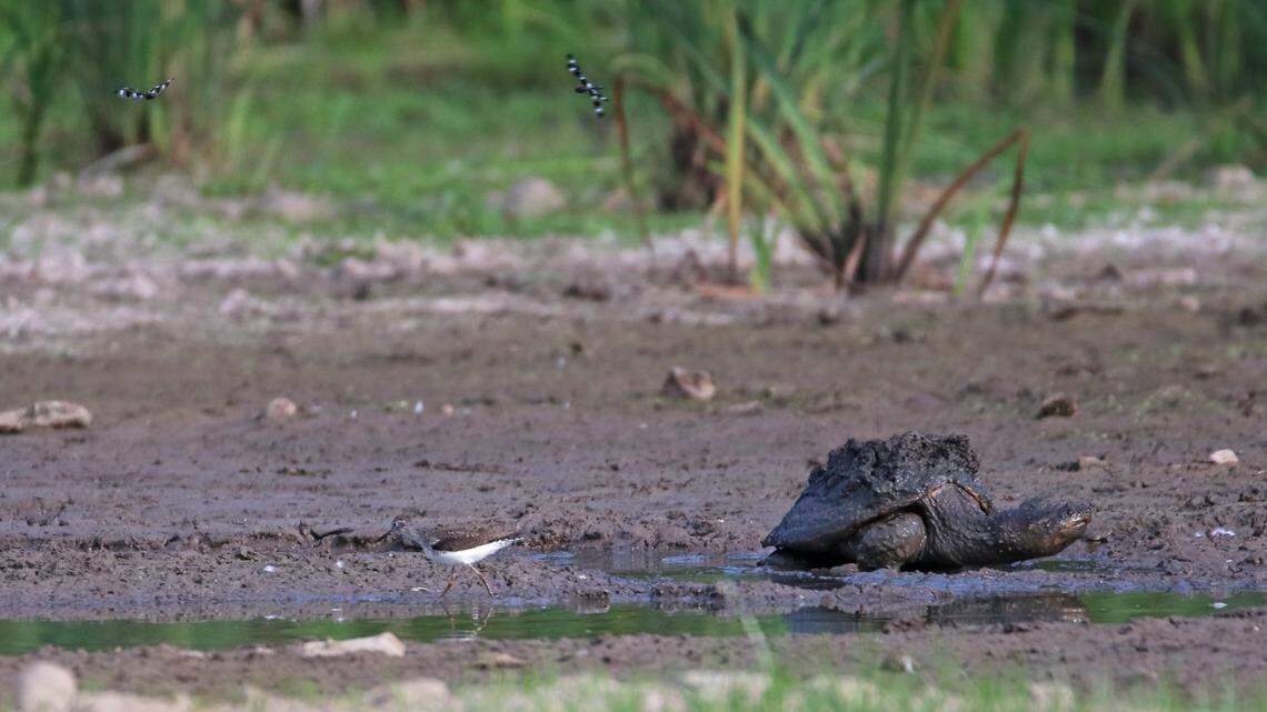 Afield: How drought conditions in Centre County are affecting wildlife and waterways