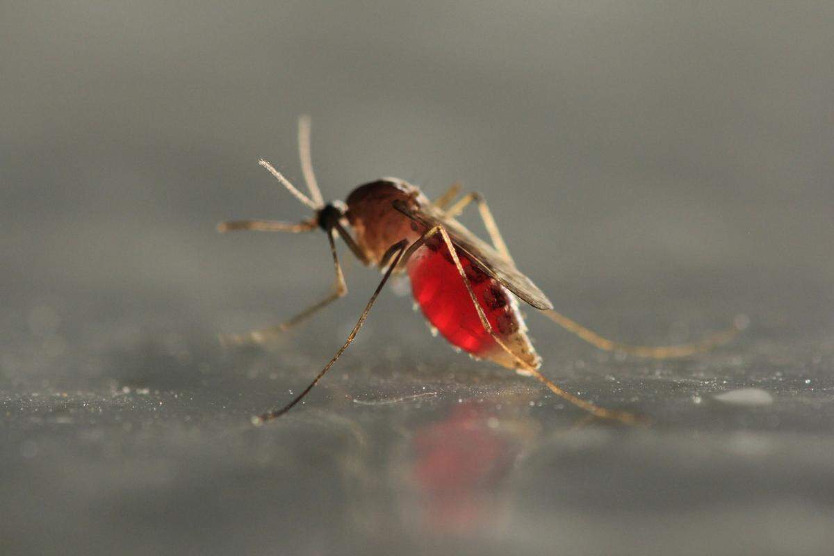Mosquitoes carry West Nile virus, which can infect birds, horses, people and many other species.