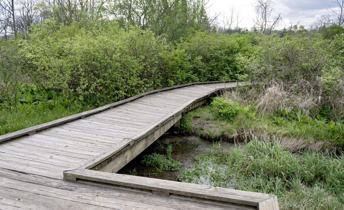 A portion of the boardwalk at Millbrook Marsh on Tuesday, May 5, 2026. 