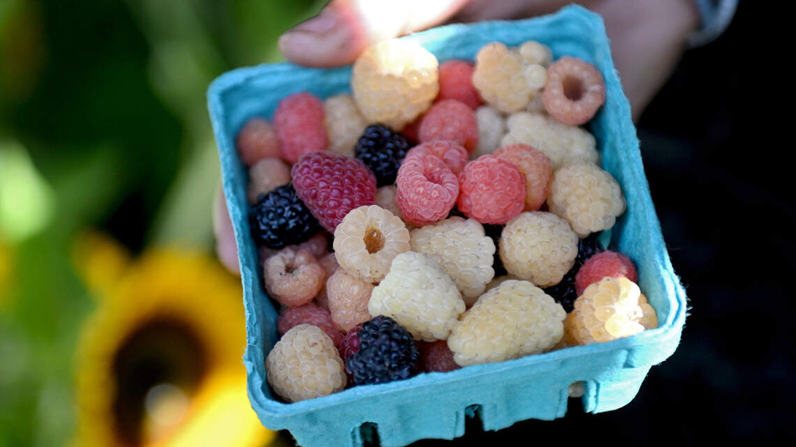 ‘Slice of heaven.’ Bee Tree Berry Farm’s new owner comes full circle, has big plans