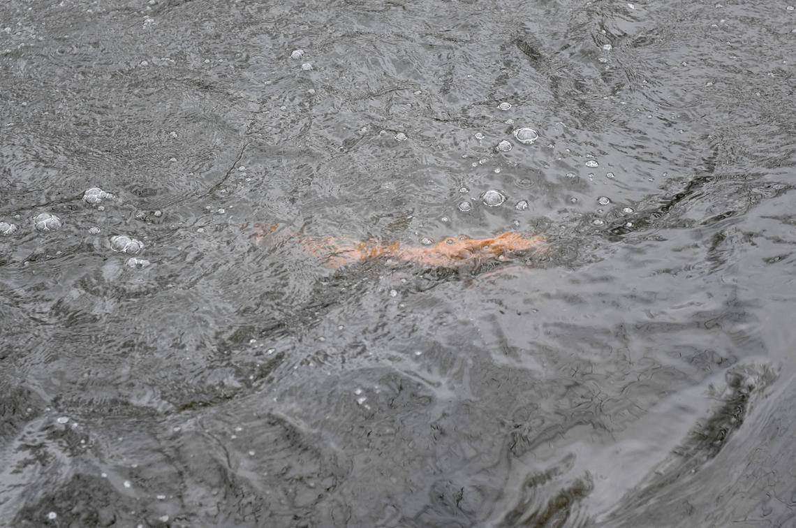 The Pennsylvania Boat and Fish Commission stocked 2500 rainbow trout in Bald Eagle Creek on April 11.