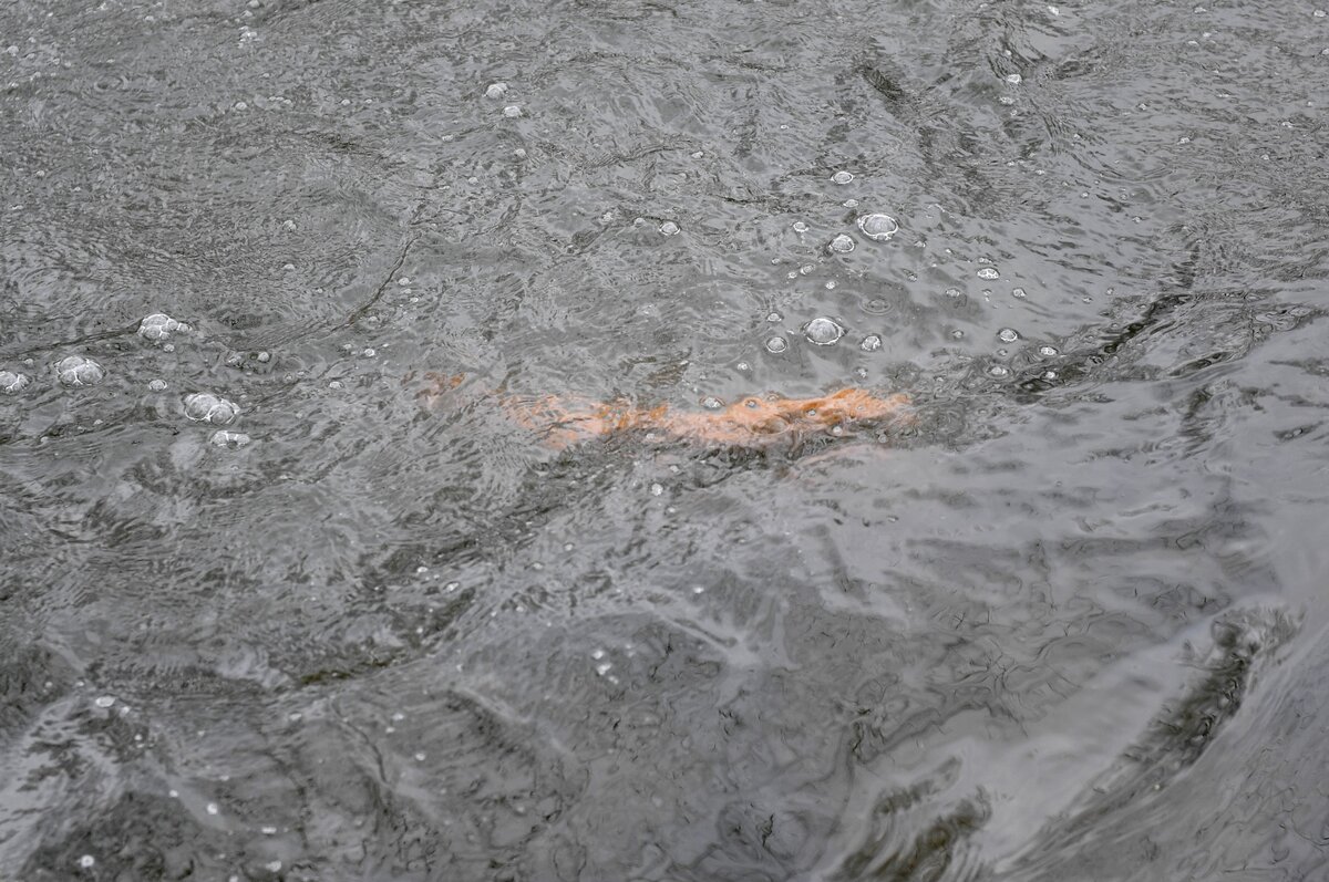 The Pennsylvania Boat and Fish Commission stocked 2500 rainbow trout in Bald Eagle Creek on April 11.