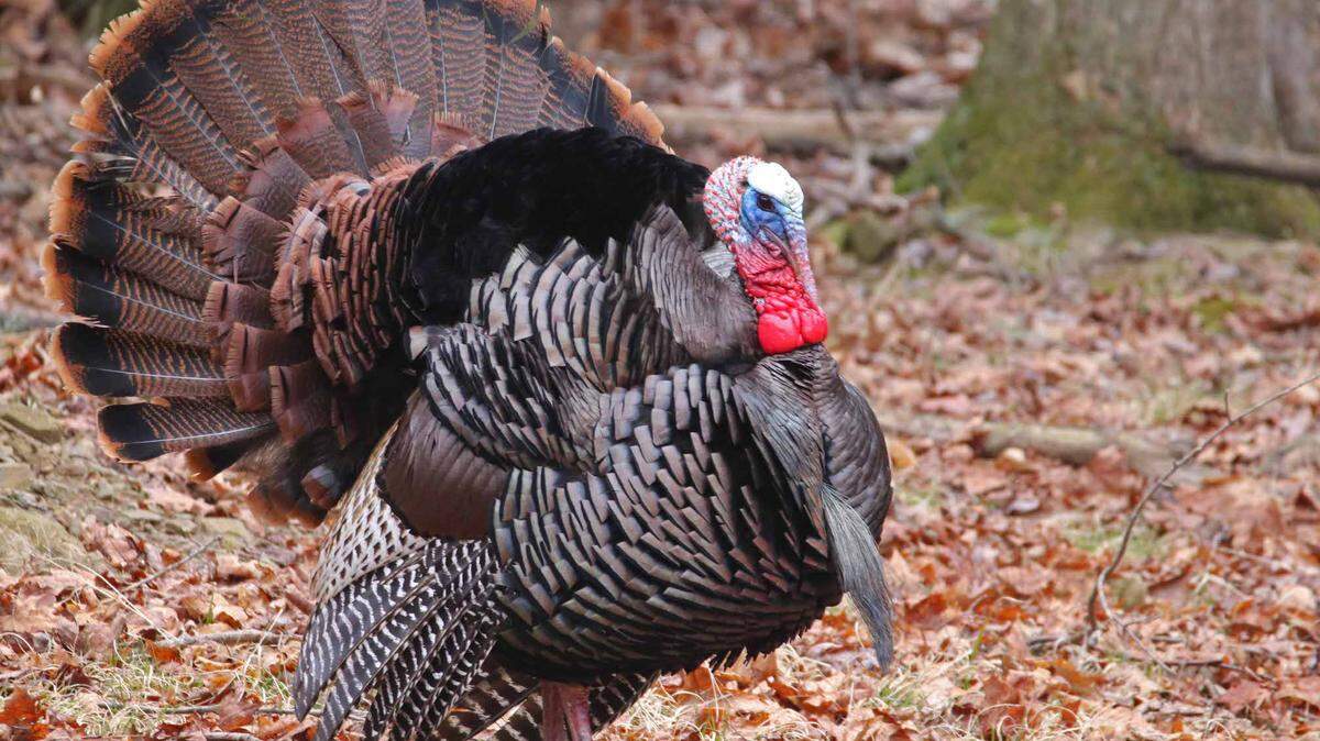 The Pennsylvania Game Commission’s winter goal is to capture and tag at least 10 adult male gobblers and 10 jakes in each of the state’s 23 wildlife management units. Centre County is part of WMU 2G and WMU 4D.