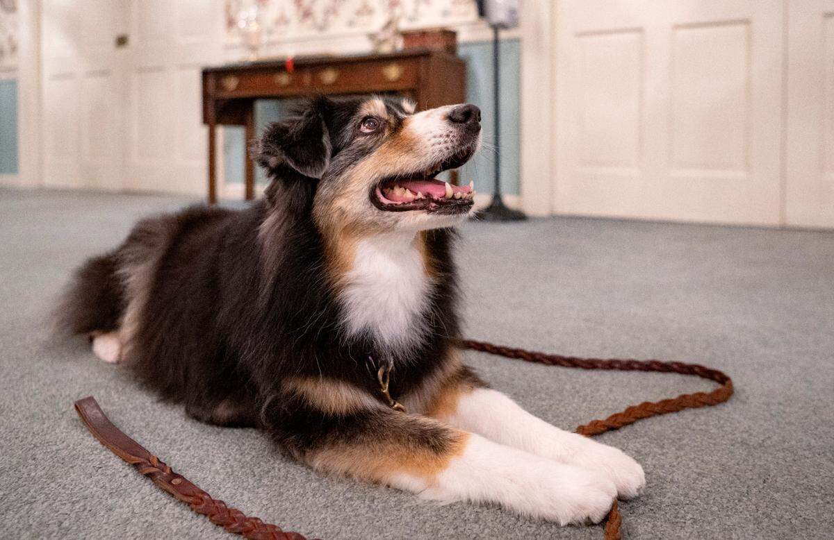 Australian Shepard Monroe lays in the lobby of Koch Funeral Home, where she serves as a grief therapy dog.
