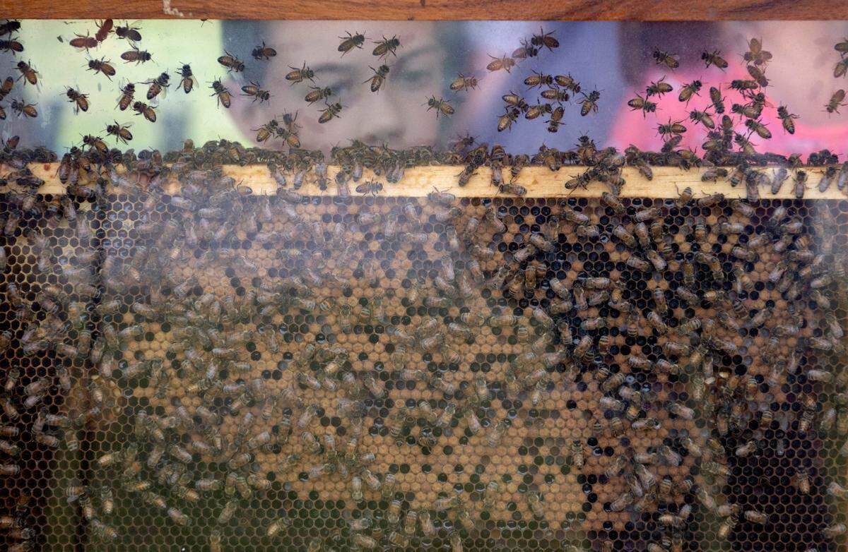 Visitors learn about bees at a Penn State Extension booth during the Ag Progress Days on Tuesday, Aug. 9, 2022.