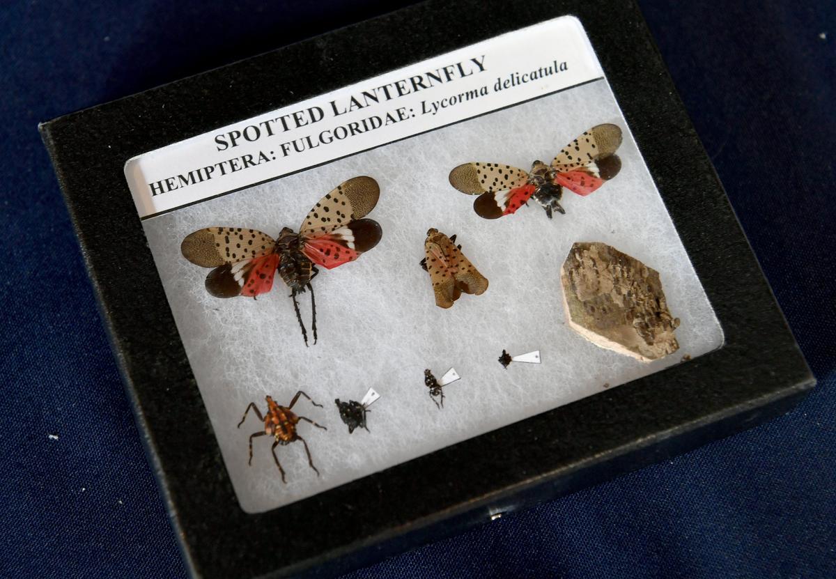 The life stages of the spotted lanternfly, an invasive species, at Penn State Ag Progress Days on Aug. 13, 2019.