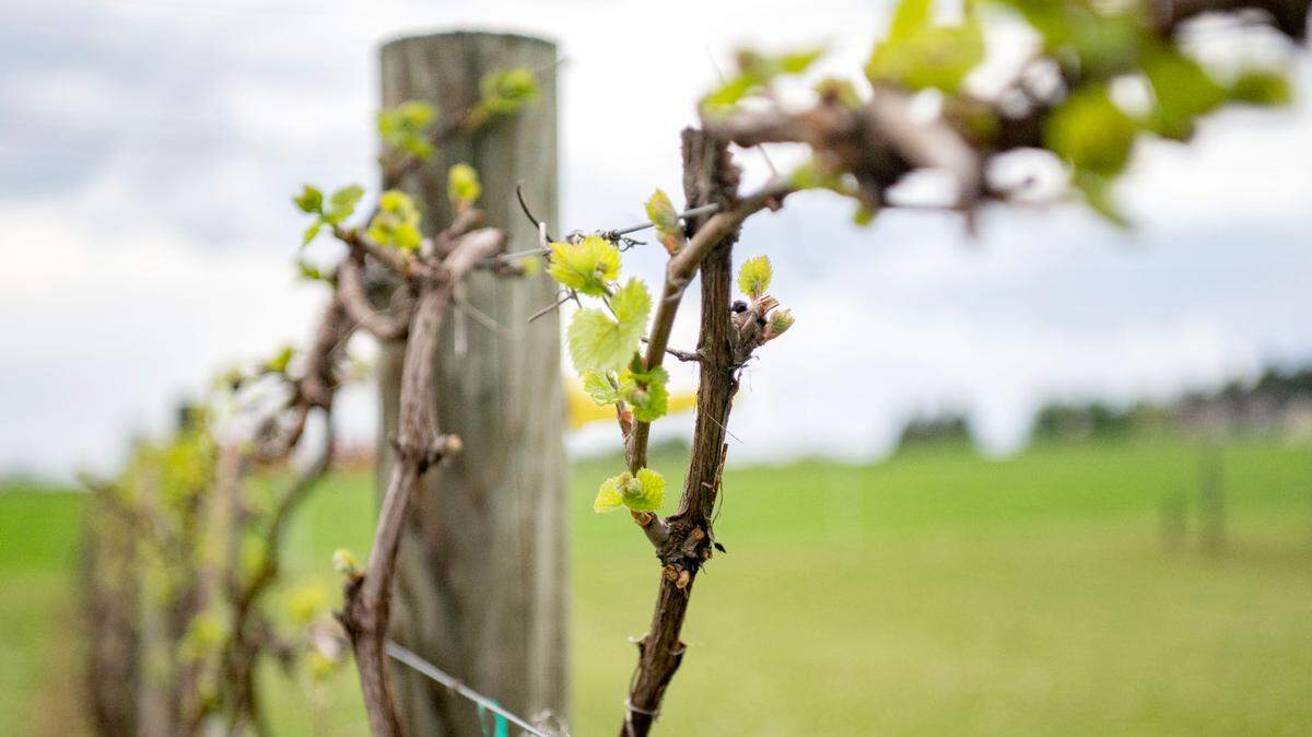 Marquette grape vines are pictured at University Wine Company in April. The Penn State Grape and Wine Team helps support Pennsylvania’s wine and grape industry.