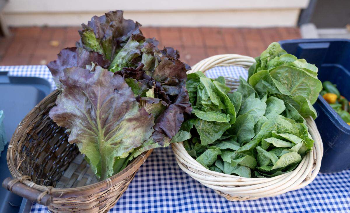 Customers could choose between lettuces as part of their CSA from the Student Farm at Penn State last week.  
