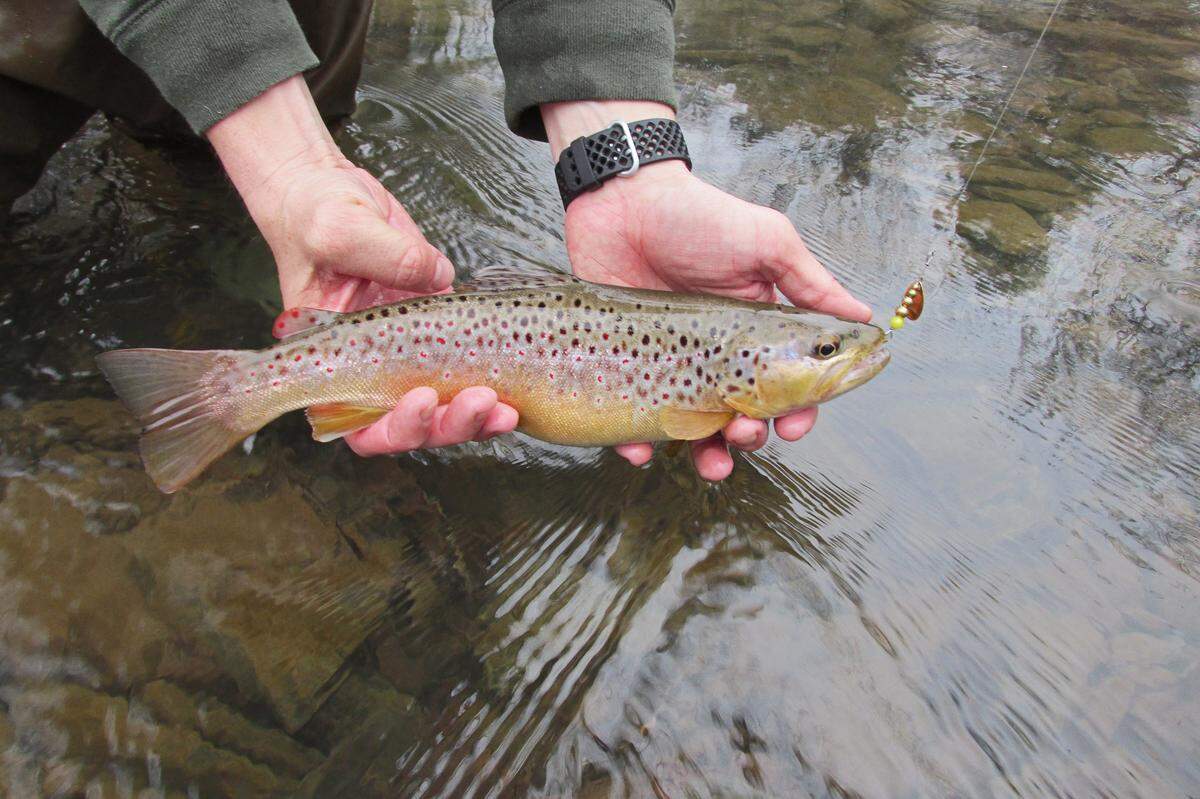 This 14-inch wild brown trout hit Port Matilda angler John Carter’s spinner on Thursday, April 9, 2020.