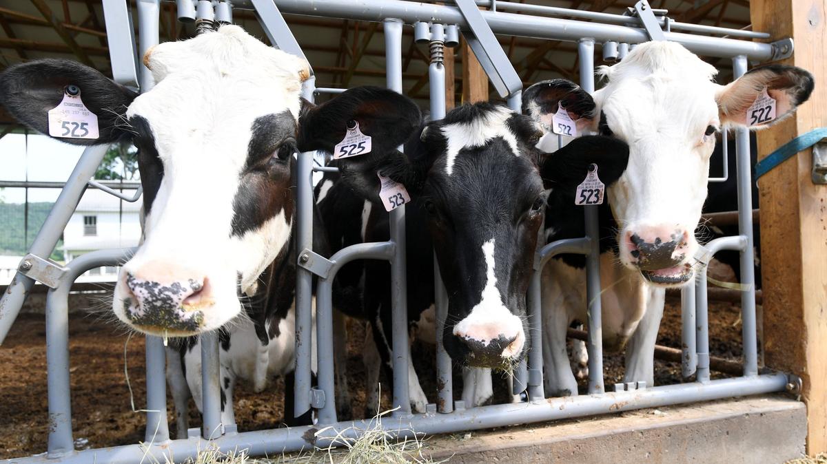 A Penn State professor was awarded a $750,000 grant for his quest to lower the amount of methane cows expel when they burp.
