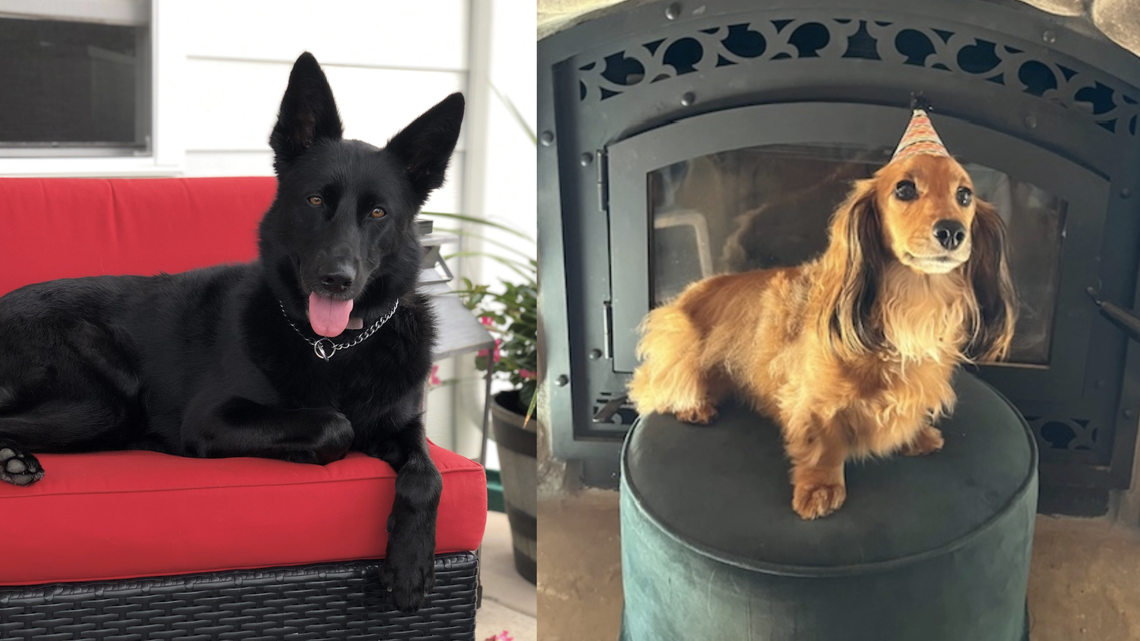 It’s time to crown the cutest dog in central Pennsylvania. Don’t ‘fur-get’ to vote