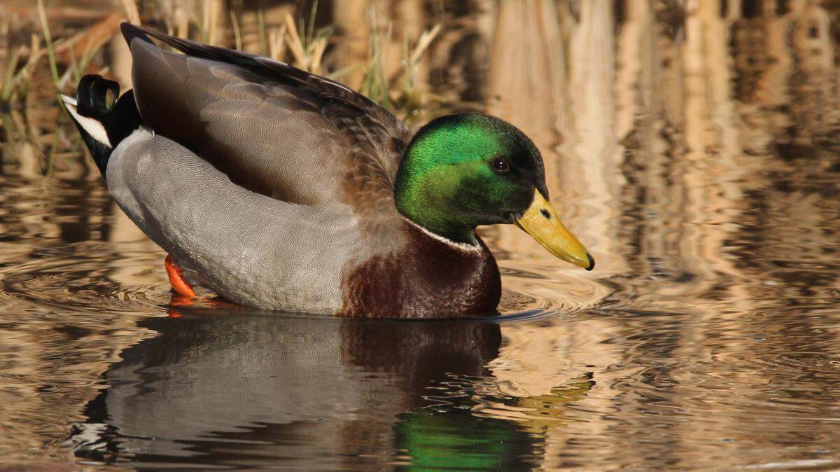 The daily bag limit of ducks and sea ducks is six combined species, however, only four of them can be mallards and only two of those can be hens. - MARK NALE for the CDT
