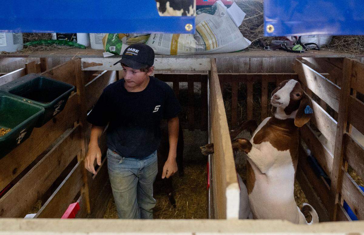 Chase Ripka, 11, feeds he and his brothers goats at the Centre County Grange Encampment and Fair on Wednesday, Aug. 21, 2024.