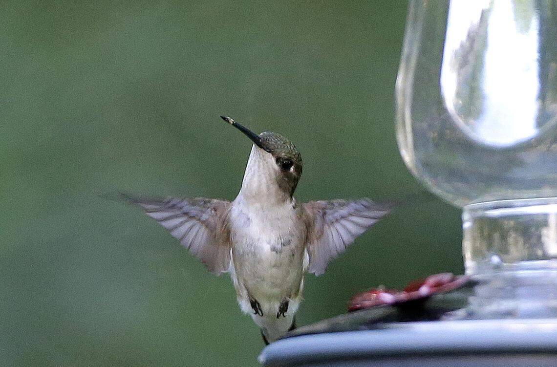A female ruby-throated hummingbird hovers near a feeder, Monday, June 27, 2016, in North Andover, Mass. (AP Photo/Elise Amendola)