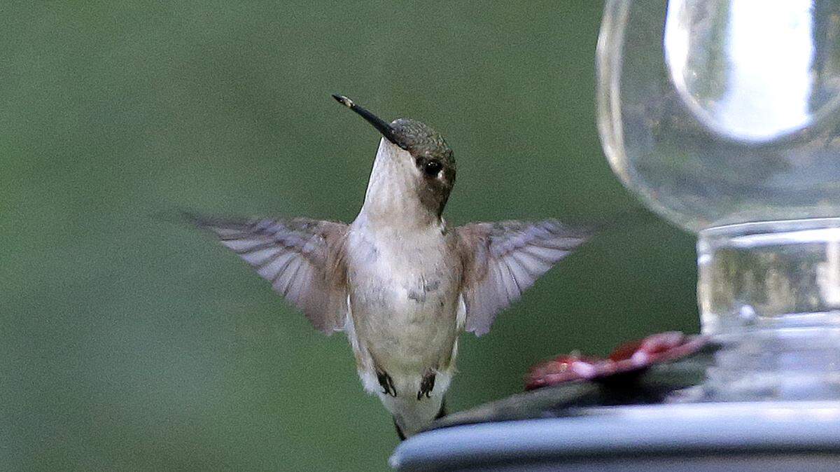 The hummingbird’s flight motion has been studied by a Penn State mechanical engineering professor.