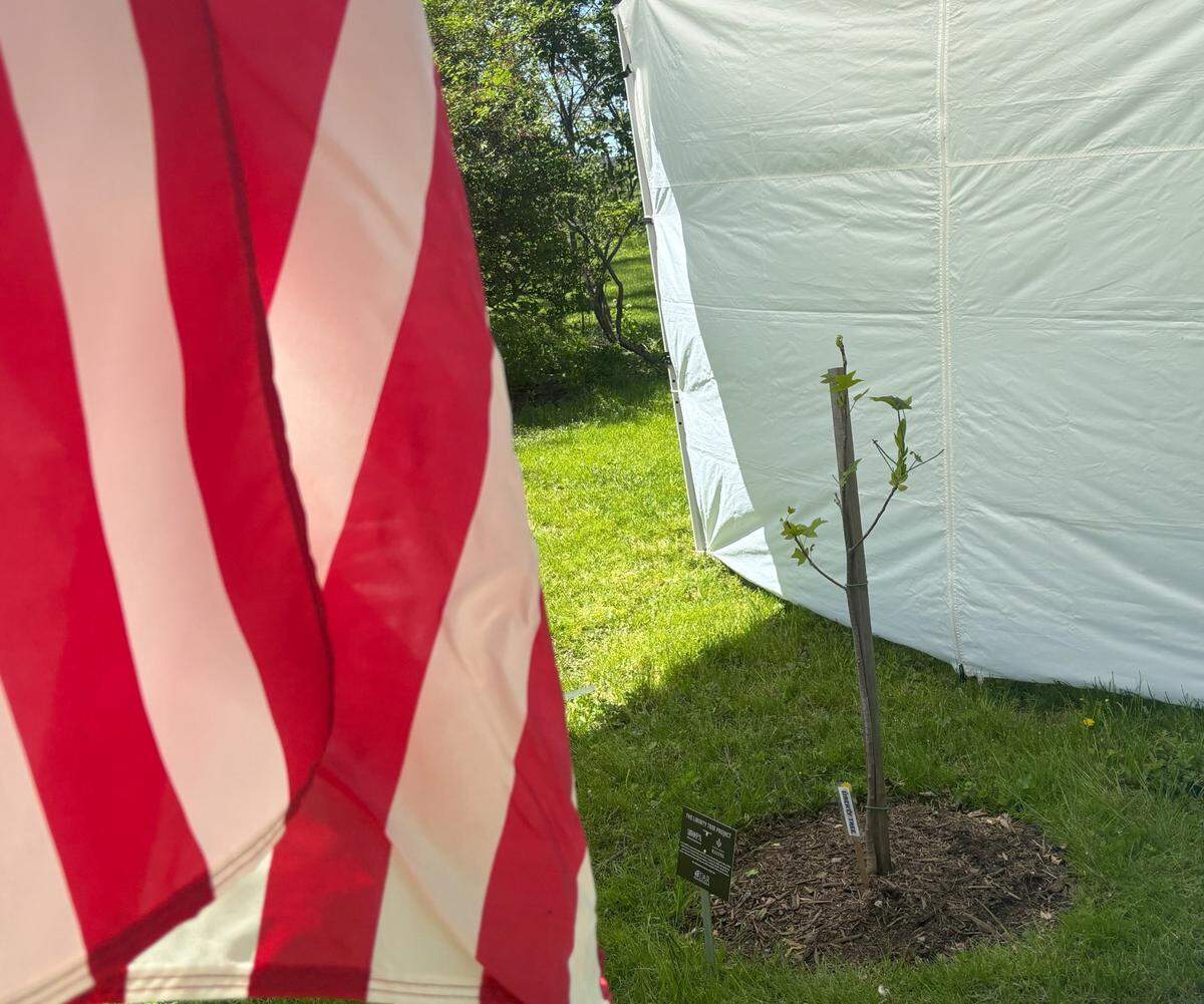 A sapling taken from the clone of a historic Liberty Tree, where American revolutionaries once met, was planted Saturday afternoon on the grounds of Centre Furnace Mansion in State College ahead of America’s 250th birthday next year. A similar sapling will be planted in each of Pennsylvania’s 67 counties.