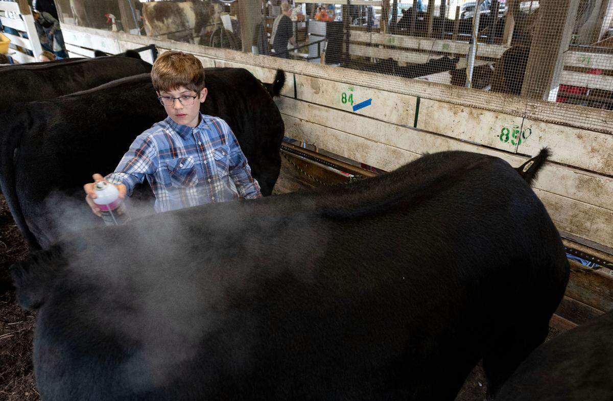 Cayden Myers, 14, sprays and brushes one of his steers before competing in the open beef show at the Centre County Grange Encampment and Fair on Wednesday, Aug. 21, 2024.