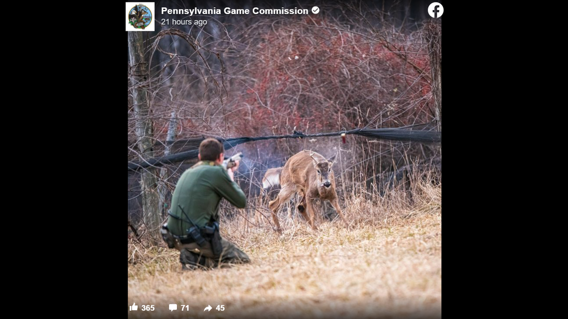 A Pennsylvania game warden is credited with rescuing a trapped buck, using nothing but a shotgun and steady aim.