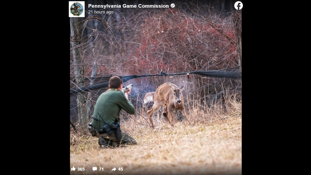 A Pennsylvania game warden is credited with rescuing a trapped buck, using nothing but a shotgun and steady aim.