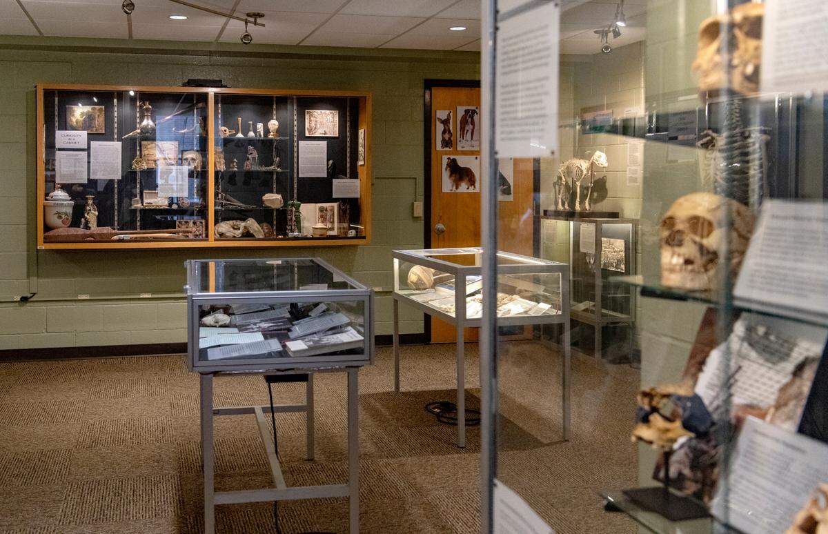 Displays in Penn State’s Matson Museum of Anthropology in the Carpenter Building on Tuesday.