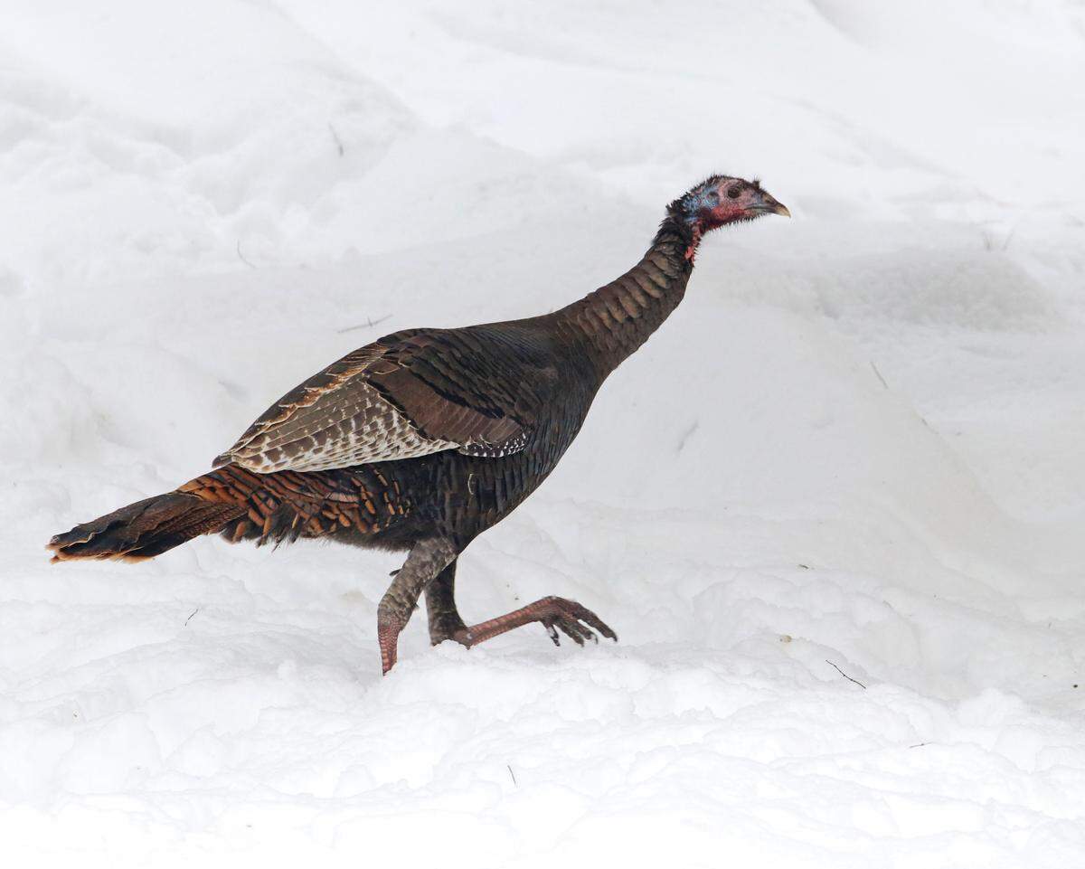 Turkeys are easier to bait and trap when there is snow cover.