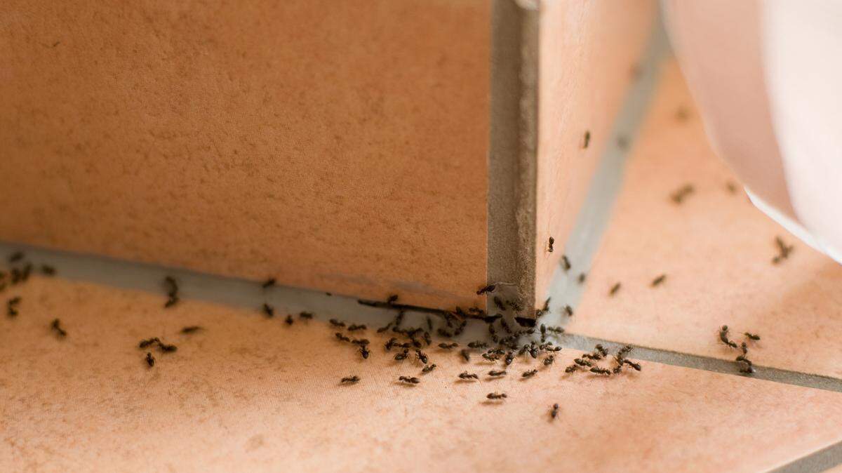 Finding ants in your Pennsylvania home? See how you can control them before it gets worse.