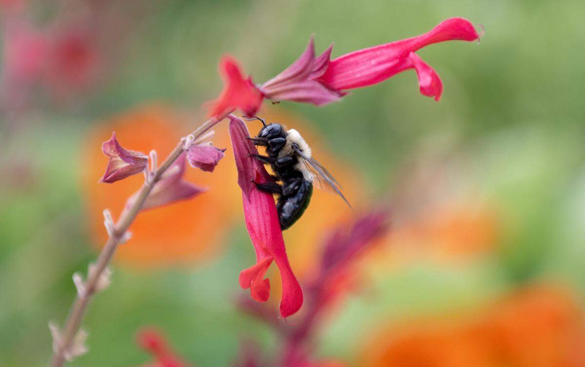 A bee at The Arboretum at Penn State on Tuesday, Sept. 16, 2025.  